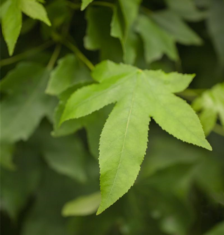 Liquidambar styraciflua 'Gum Ball'