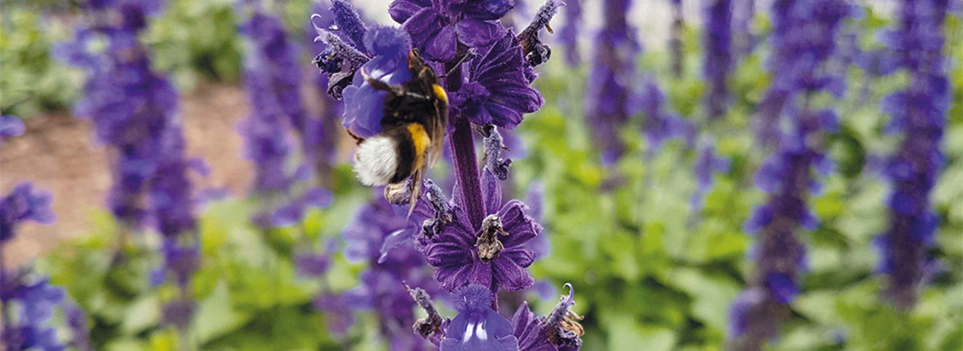 Jumbotron_Bienen.jpg