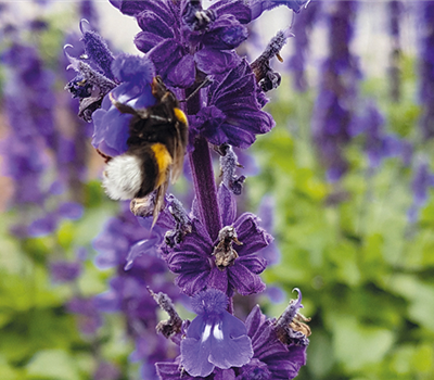 Insektenfreundliche Stauden und Pflanzen