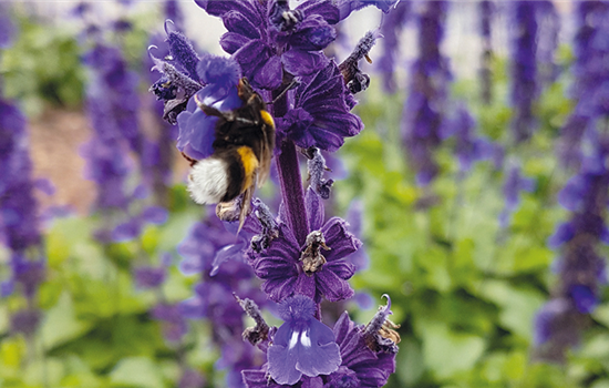 Insektenfreundliche Stauden und Pflanzen