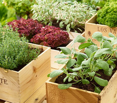 Sommerzeit ist Kräuterzeit