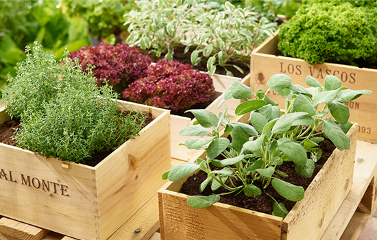 Sommerzeit ist Kräuterzeit