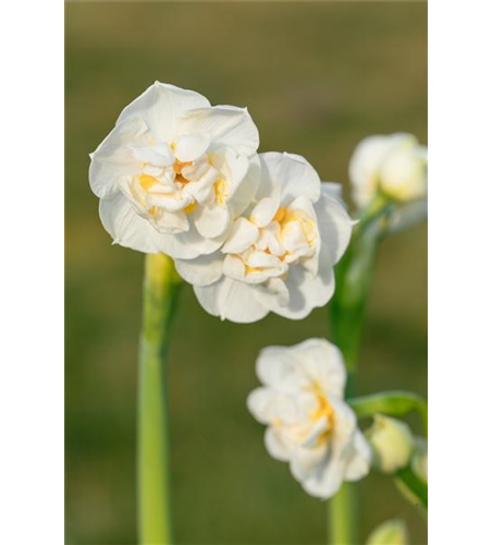 Narzisse 'Bridal Crown'