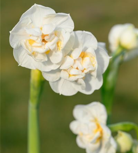 Narzisse 'Bridal Crown'