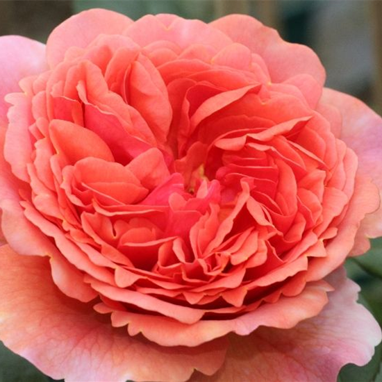 Nostalgische Rose 'Chippendale'®