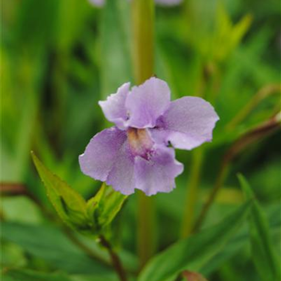 Offene Gauklerblume