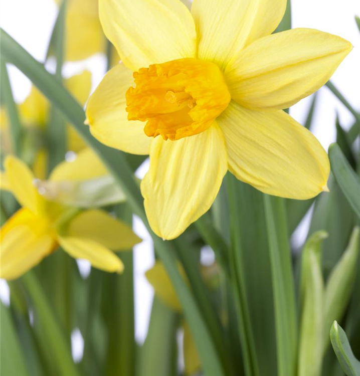 Narcissus cyclamineus 'Jetfire'