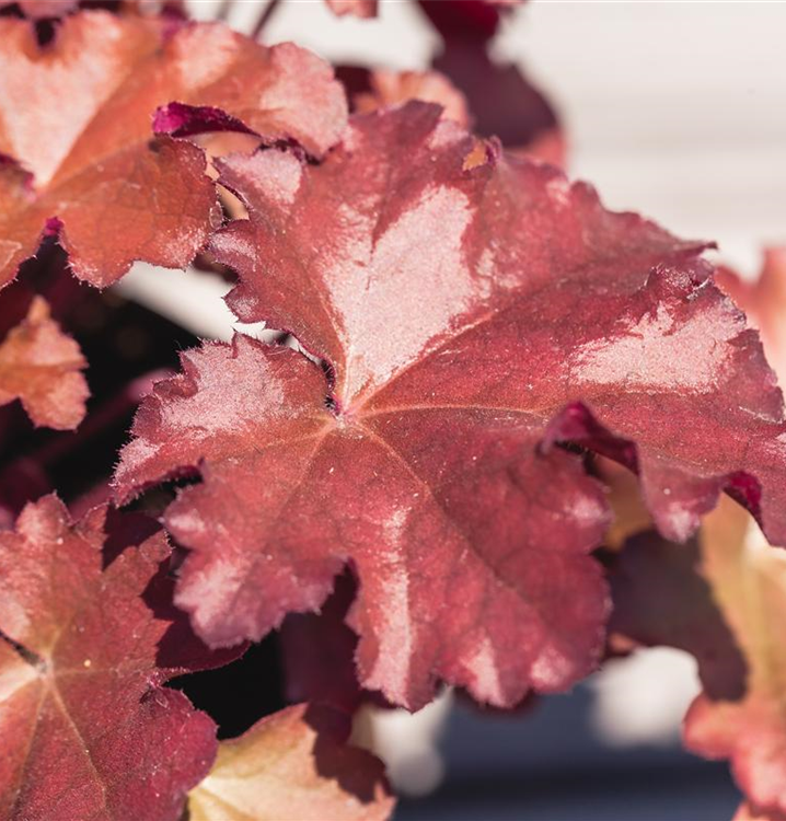 Heuchera Little Cuties 'Blondie' Heuchera Little Cuties 'Blondie'