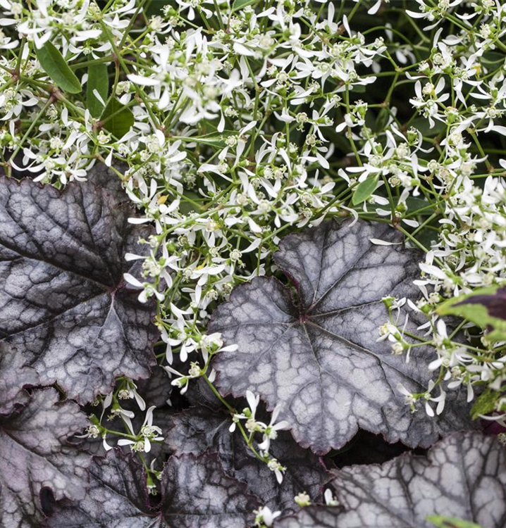 Heuchera Little Cutie 'Frost'