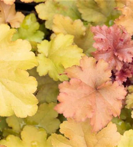 Purpurglöckchen Purpurglöckchen