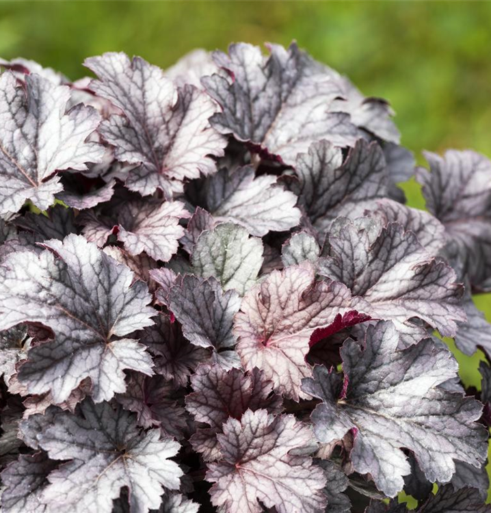 Heuchera micrantha 'Cinnabar Silver'
