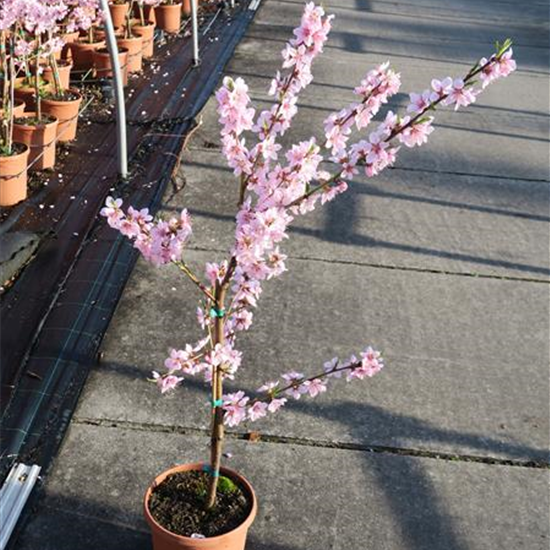 Pfirsich 'Ice Peach'®