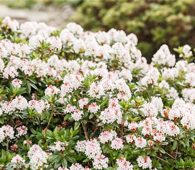 Rhododendron 'Bloombux'®