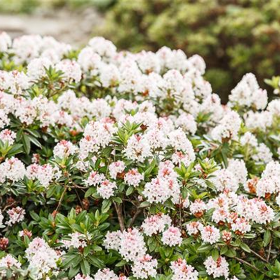 Rhododendron 'Bloombux'®