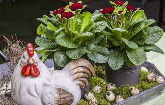 Primel BELARINA 'Valentine'