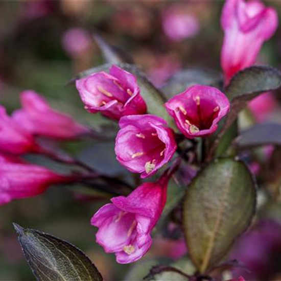 Rosa Weigelie 'Alexandra'(s)