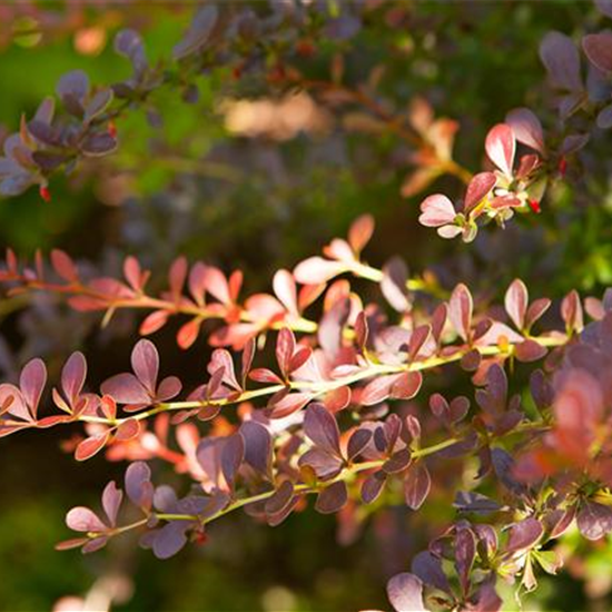 Rote Heckenberberitze 'Atropurpurea'