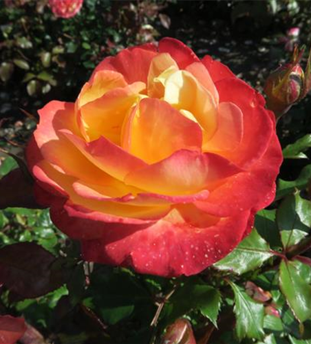 Rose 'Flaming Star'