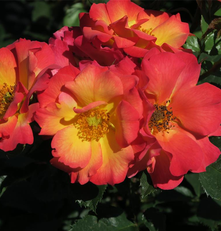 Rosa 'Summer of Love'®