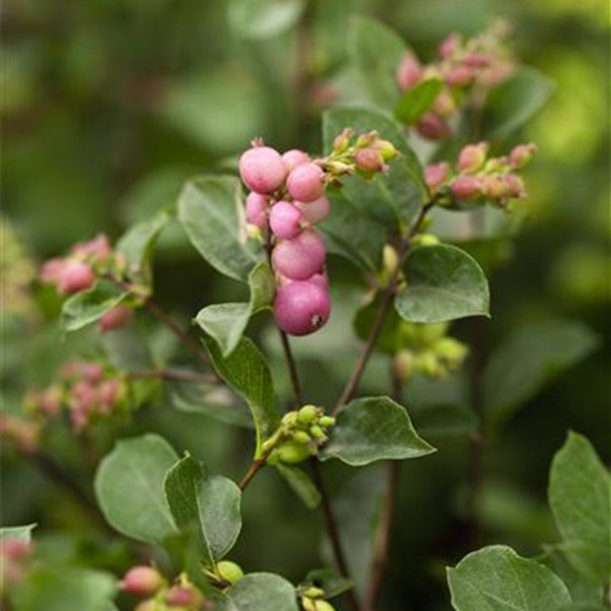 Schneebeere 'Magical Candy'®