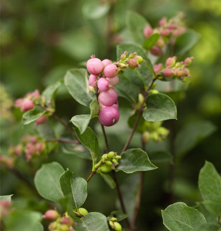 Symphoricarpos x doorenbosii 'Magical Candy'®