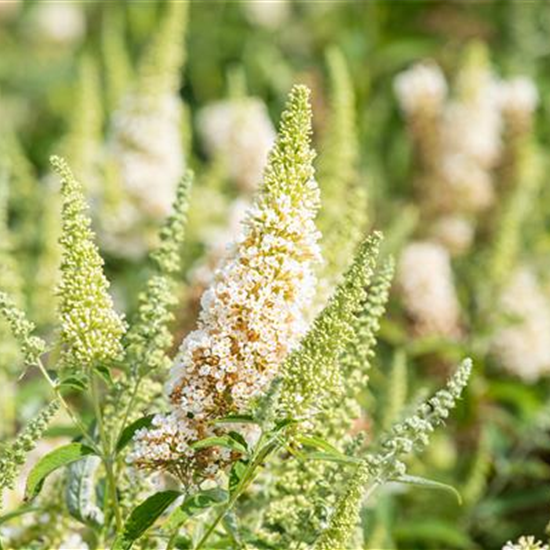 Schmetterlingsflieder BUZZ™ 'Ivory'