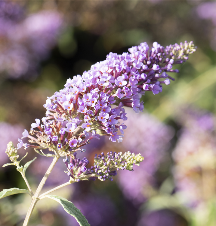 Buddleja davidii BUZZ™ 'Midnight'