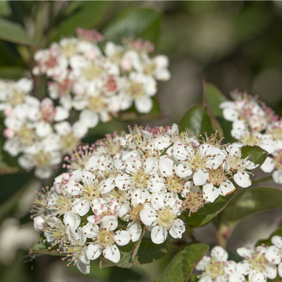 Apfelbeere 'Nero'