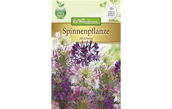 Spinnenblumensamen