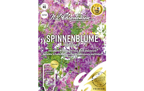Spinnenblumensamen