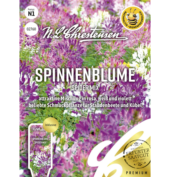 Cleome spinosa 'Spider'