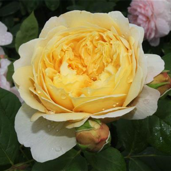 Strauchrose 'Charles Darwin'®