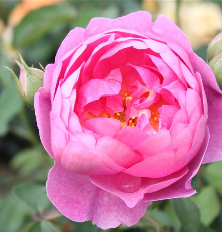 Rosa 'Royal Jubilee'®