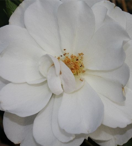 Strauchrose 'Schneewittchen'® Strauchrose 'Schneewittchen'®