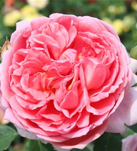 Strauchrose 'Boscobel'®