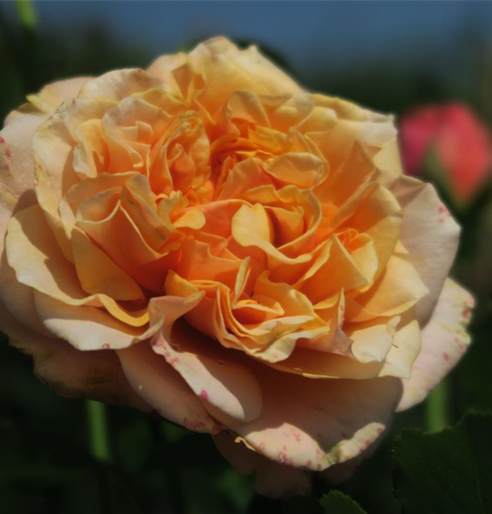 Rosa 'La Villa Cotta'®