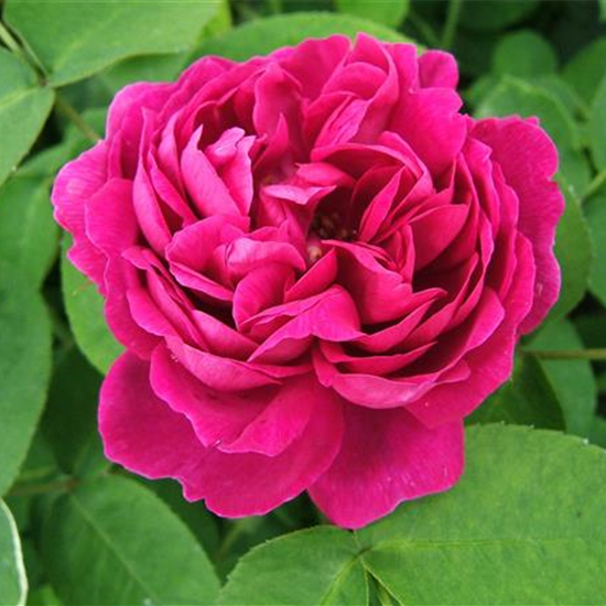 Strauchrose 'Rose de Resht'