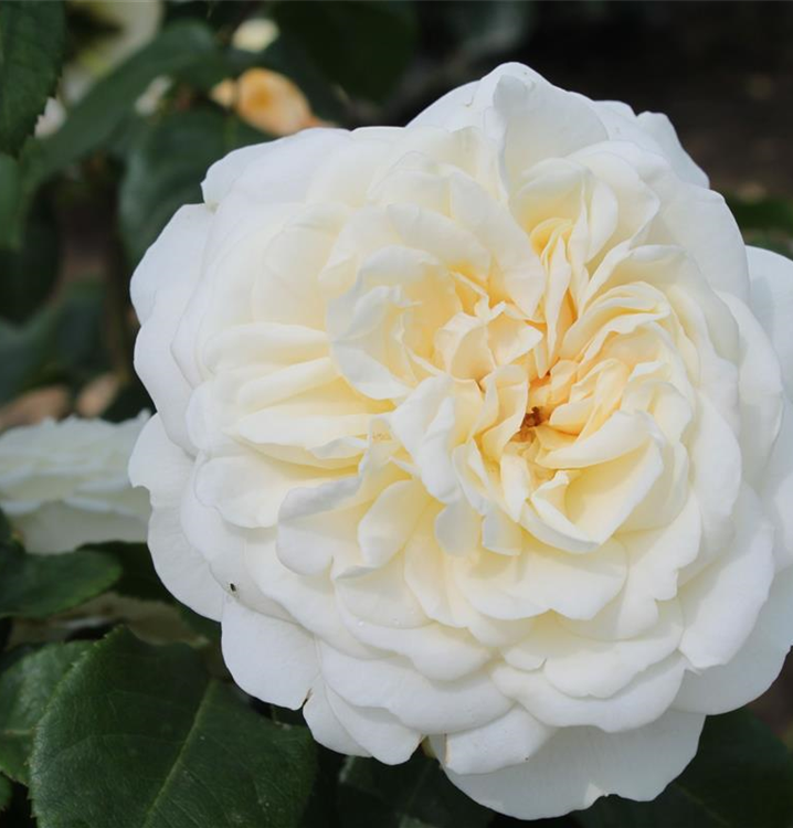 Rosa 'Tranquillity'® Rosa 'Tranquillity'®