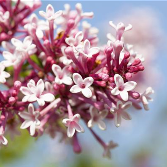 Syringa prestoniae 'Redwine'