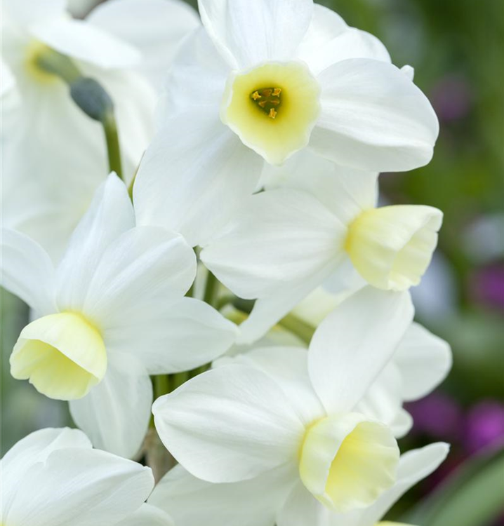 Narcissus tazetta 'Minnow'