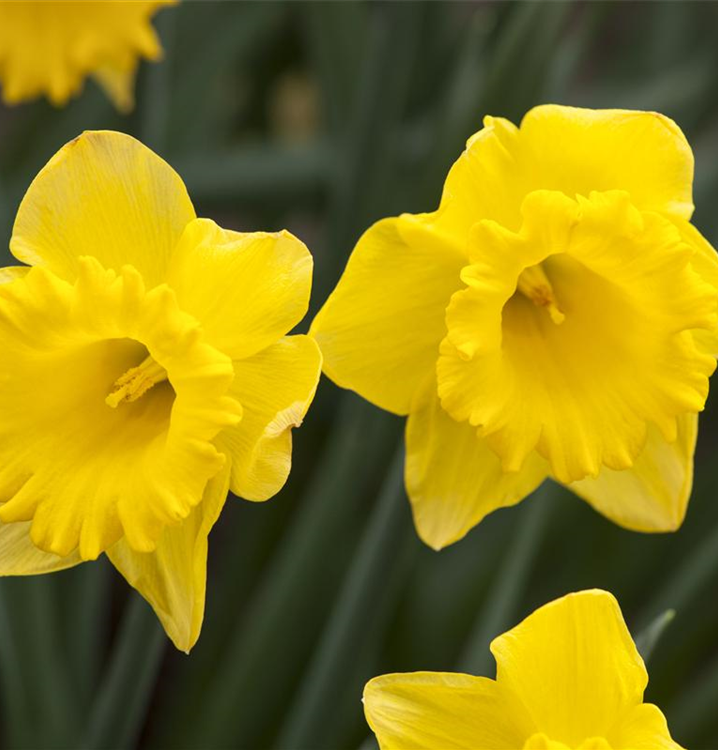 Narcissus 'Gold Medal'