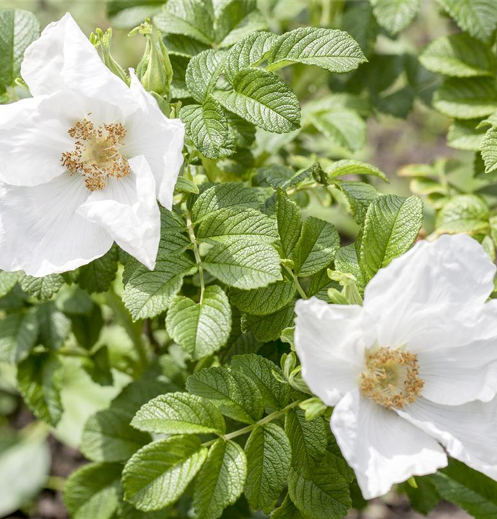 Rosa rugosa 'Alba'