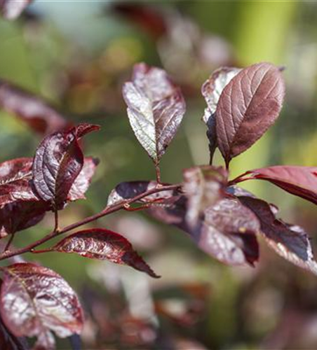 Zierpflaume 'Trailblazer'