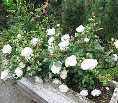 Zwergrose 'White Babyflor'