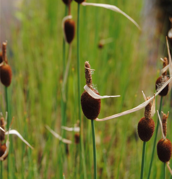 Typha minima