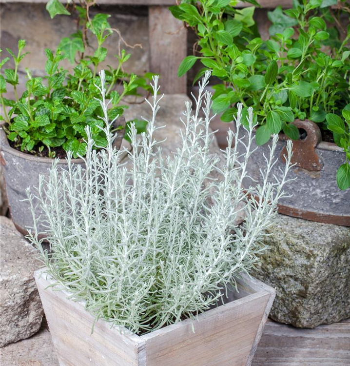 Helichrysum italicum 'Aladin'