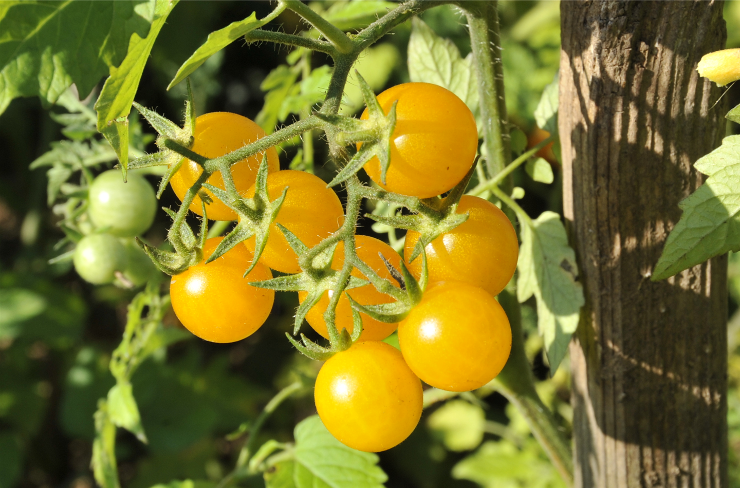 Der Tomatenrausch kann los gehen!