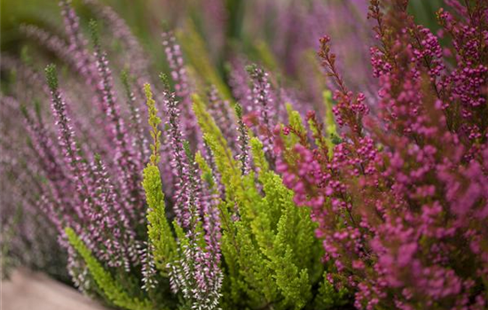 Die pflegeleichte Heide verschönert jeden Garten und Balkon 