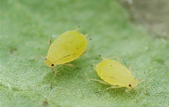 Schädlinge im Garten richtig erkennen und bekämpfen