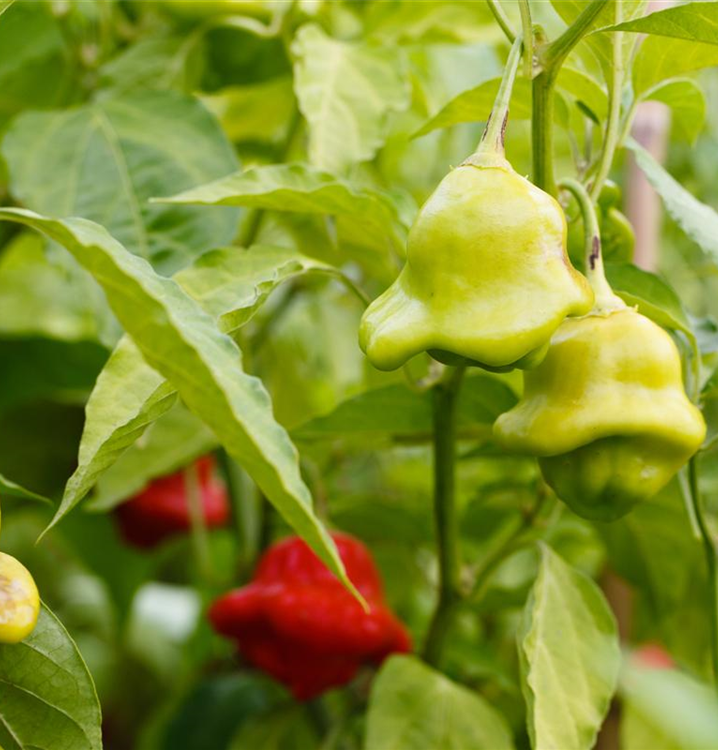 Capsicum chinense 'Animo® Red'